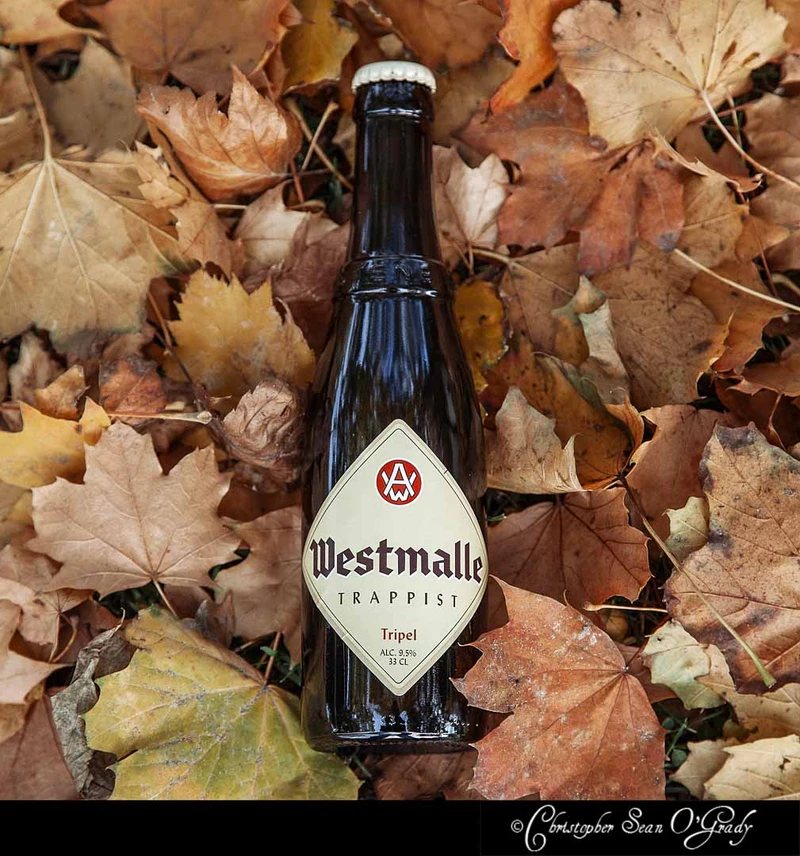 Westmalle Trappist Tripel beer bottle lying on golden autumn maple leaves