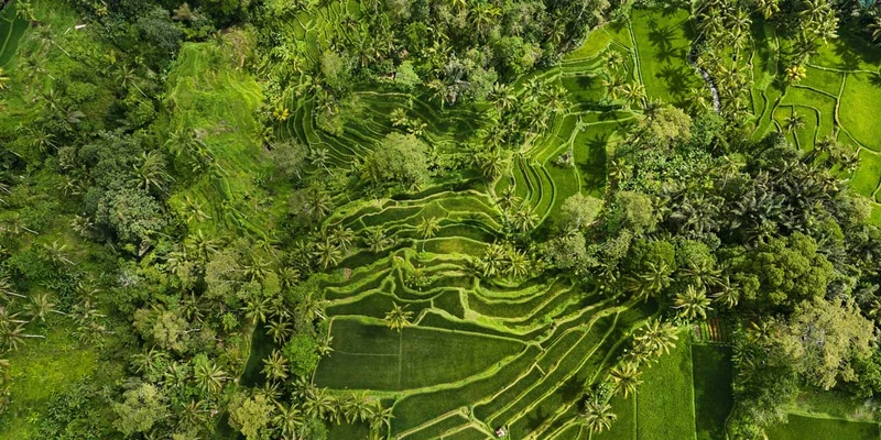 Bali Rice Fields Aerial 360